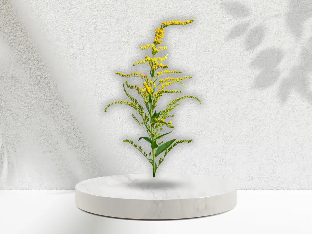 Solidago